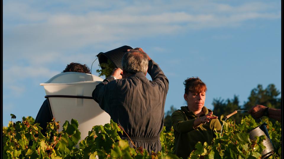 Domaine Robin